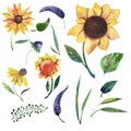 Set of watercolor elements: wild violet flowers, herbs, leaves, sunflowers.