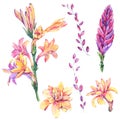Set of watercolor exotic natural blooming orchid flowers