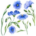 Watercolor flax clipart