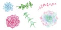 Set of watercolor floral elements of multicolored succulents isolated on a white background.