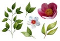 Set of watercolor flowers of cherries, peony, leaves, branches isolated on a white background