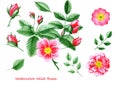 Set of watercolor flowers. Hand drawn wild rose flower, leaves and buds. Royalty Free Stock Photo