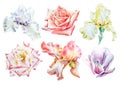 Set with watercolor flowers. Iris. Rose. Tulip. Hand drawn