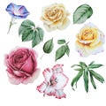 Set with watercolor flowers and leaves. Rose. Peony. Gladiolus. Leaves.