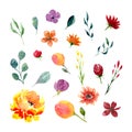 Set of watercolor flowers and leaves Royalty Free Stock Photo