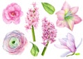 Set of watercolor flowers, magnolia, camellia, amaralis, hyacinth, ranunculus on a white background