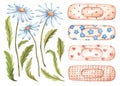 Set of watercolor flowers, medical plaster for design. Cute watercolor illustration, blooming daisies, leaves, buds, stickers.