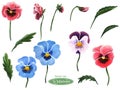 Pansies, flower heads,leaves,buds. Isolated on white background