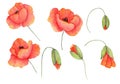 Set of watercolor flowers poppies and buds for design