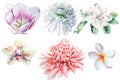 Set with watercolor flowers. Tulip. Chrysanthemum. Orchid Plumeria. Etlingera.