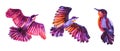 Set watercolor flying purple, pink, orange abstract bird isolated on white background. Hand drawn art creative animal