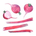 Set of watercolor fresh red-violet vegetables radish and rhubarb Royalty Free Stock Photo