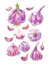 Set of watercolor garlic isolated on white