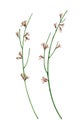 Set of watercolor genista. Hand drawn illustration is isolated on white. Branches with flowers