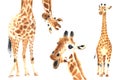 Set of watercolor giraffes