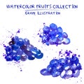 Set of watercolor grapes vector illustration. Splashed hand