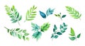 Set Of Watercolor Green Leaves Elements isolated on white background Royalty Free Stock Photo