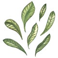 A set of watercolor green macadamia nut leaves isolated on a white background. tropical leaves. Illustration. cosmetics