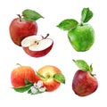 Set of watercolor green and red apples on a white background