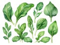 set of watercolor green spinach leaf, hand drawn illustration