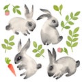 Set of watercolor hand drawing rabbits, carrots and spring grass.