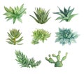 Set watercolor hand-drawn green succulent haworthia, echeveria, opuntia, aloe vera home plant isolated on white