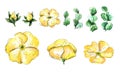 Set of watercolor hand drawn illustration with yellow wild rose flowers and eucalyptus leaves isolated