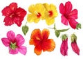 A set of watercolor hand-drawn illustrations of hibiscus hawaii flowers. Isolated illustrations on a white background.