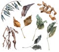 Set of Watercolor Realistic Dry Autumn Leaves