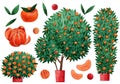 Set of watercolor hand drawn tangerine tree elements for design Royalty Free Stock Photo