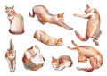 Set of watercolor happy straped red cats, hand-drawn simbol Royalty Free Stock Photo