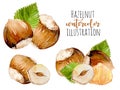 Set of watercolor hazelnuts elements