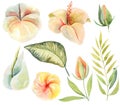 Set of watercolor hibiscus flowers and tropical green plants and leaves Royalty Free Stock Photo