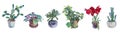 Set watercolor home plant in pot: green succulent, cactus, opuntia, money tree, lily, violet and leaves isolated on