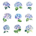 Set of watercolor hydrangea flowers. Vector illustration. Royalty Free Stock Photo