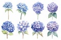 Set of watercolor hydrangea flowers on a white background, vintage watercolor flower elements of Hydrangea, AI Generated Royalty Free Stock Photo