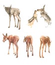 Set watercolor illustration forest deer, elk