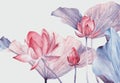 Set of Watercolor Illustration two Lotus isolated on white background.