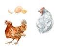 Set of watercolor illustrations of chikens and egg. Hand drawn painting of farming life on white background for design