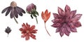 set of watercolor illustrations of Dahlia, chrysanthemum, flowers and buds in autumn colors. Isolated elements on a Royalty Free Stock Photo