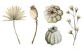 Set of watercolor illustrations of dry palm leaf, poppy seed boxes and field flower grass in beige for rustic designs