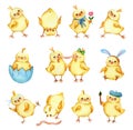 Set of watercolor illustrations of little cute yellow chickens Royalty Free Stock Photo