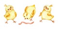 Set of watercolor illustrations of little cute yellow chickens. Royalty Free Stock Photo