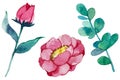 Set of watercolor illustrations of peonies and a branch of eucalyptus