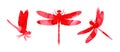 Set of watercolor illustrations of red abstract dragonflies with paint stripes. Royalty Free Stock Photo