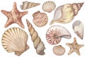 Large set with watercolor illustrations of vintage seashells isolated on white background. Marine collection. Royalty Free Stock Photo