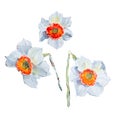 Set of watercolor illustrations of white daffodils with a yellow and red center. Watercolor spring flowers isolated on white Royalty Free Stock Photo