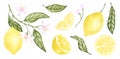 Set of watercolor illustrations of yellow citrus lemon fruits, flowers, green leaves. Hand painted. on a white