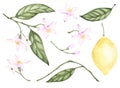 Set of watercolor illustrations of yellow citrus lemon fruits, flowers, green leaves. Hand painted. on a white