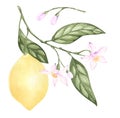 Set of watercolor illustrations of yellow citrus lemon fruits, flowers, green leaves. Hand painted. on a white